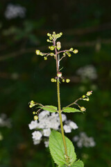 Knotige Braunwurz,  Scrophularia nodosa