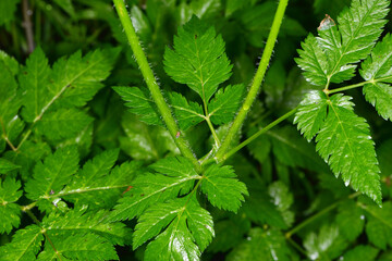 Behaarte Kälberkropf,  Chaerophyllum hirsutum © Peter Oetelshofen