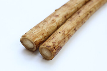 Fresh burdock roots or gobo roots