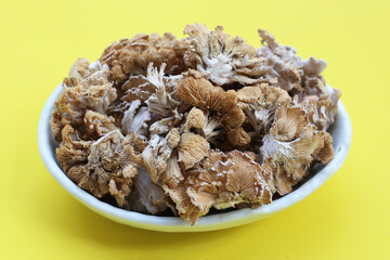 Splitgill mushroom or schizophyllum commune mushroom