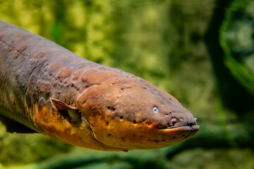 The electric eel (Electrophorus electricus) is a South American electric fish.
It has three pairs...