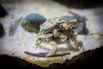 Titicaca water frog (Telmatobius culeus) is entirely aquatic and only found in the Lake Titicaca basin.