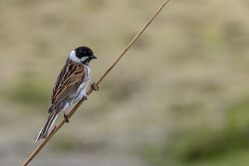 Reed Bunting Male Bird Close