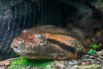The closeup image of green anaconda (Eunectes murinus) . It is a boa species found in South America. It is the heaviest and one of the longest known extant snake species.