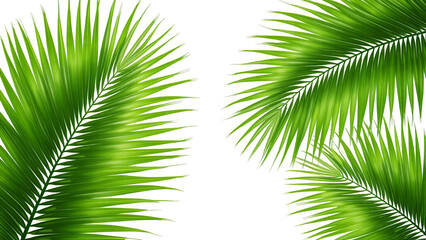 Obraz premium Tropical Green Leaf Cut Out Isolated on White Background – Botanical Exotic Foliage Clip Art