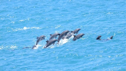 Fototapeta premium Dolphins leaping in ocean waves