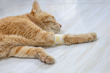 Orange cat lying on the floor with a bandaged front paw, calm and resting