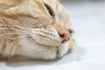 Sick cat with yellow mouth due to pancreatitis