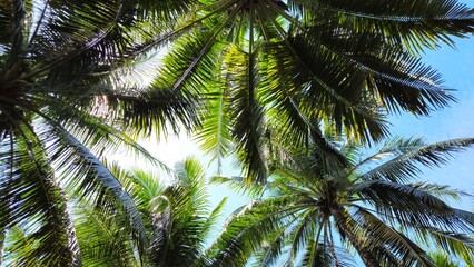 Vibrant tropical scene captures the upward view of tall coconut palm trees swaying gently under the...