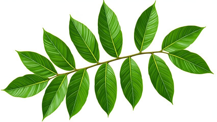 Fototapeta premium Tropical Green Leaf Cut Out Isolated on White Background – Botanical Exotic Foliage Clip Art