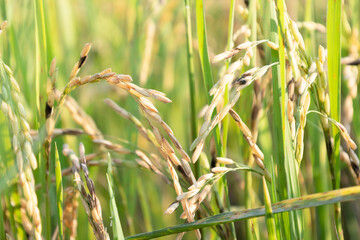 Dirty panicle disease in rice