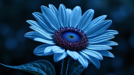 Close up image of blue flowers