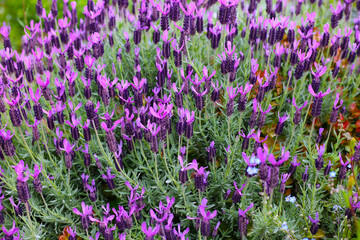 Beautiful purple flowers of French Lavender