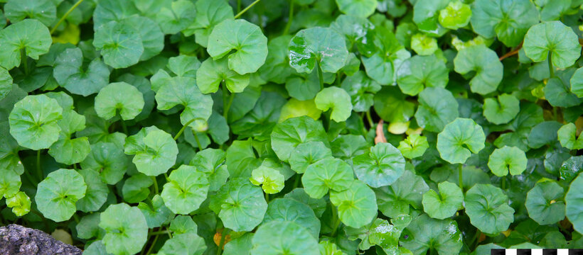 Viola hederacea or Viola Banksii
