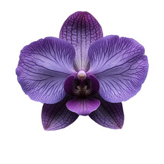 Obraz na płótnie Canvas Purple orchid flower close up macro photography floral botanical bloom on transparent background