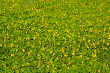 Arachis pintoi with yellow flower