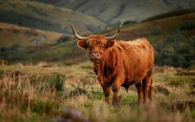 autumn Scottish Highlands, UK, Highland cow in Scottish highlands