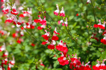 Red white flower of salvia microphylla