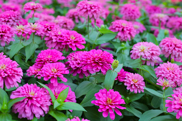 Blooming zinnia flowers in the field