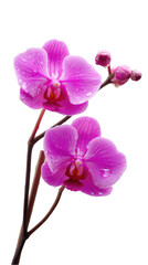Stunning pink orchid flowers with dew drops isolated on elegant floral image perfect for design projects on transparent background