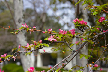 Blooming Japanese quince flower