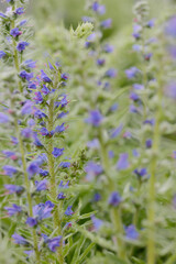 Fototapeta premium Blauer Natternkopf; Echium vulgare