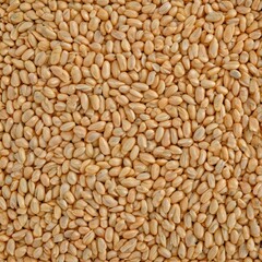 Fototapeta premium Close-up of unpeeled barley grains, showing husk texture, wallpaper, grains