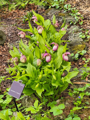 Orchid bush grows in the open ground