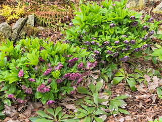 Flowering bushes of Hellebore Oriental