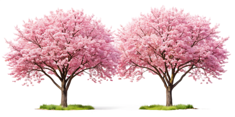 two pink cherry blossom trees blooming isolated on white background, PNG