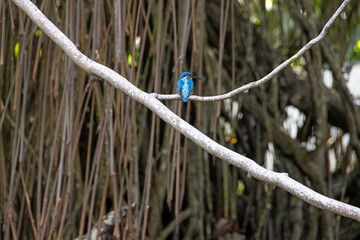 Bright blue kingfisher sitting on branch in forest