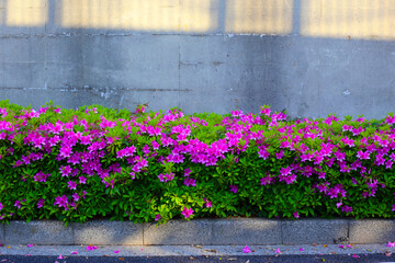 Pink azalea flowers blooming beautifully along a pedestrian sidewalk in Tokyo, Japan