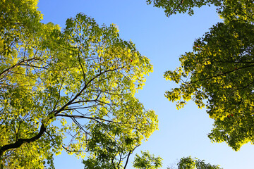 Green branches contrast with the blue sky.