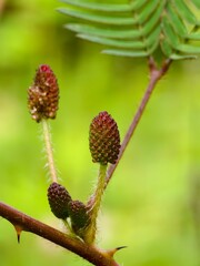 Fototapeta premium Mimosa Pudica flower before blooming