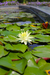 Beautiful lotus water plant with green leaves