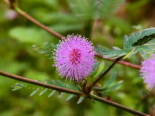 Mimosa Pudica flowers with blur background