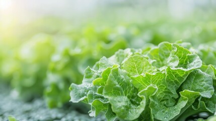 Fresh Lettuce Leaves Growing in Hydroponic Farm Close Up View