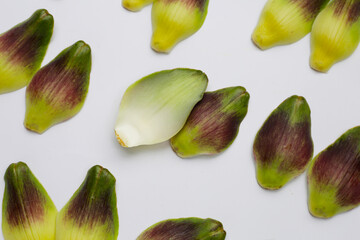 Artichoke petals on white background.