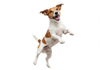 Excited jack russell terrier jumping with joy on a white background