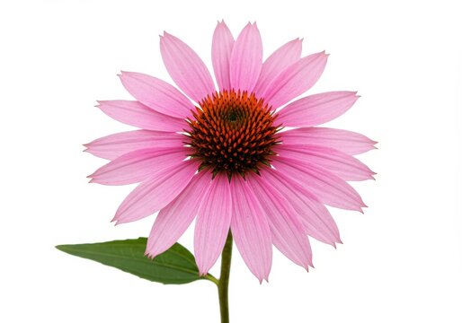 Echinacea flower with pink petals and brown center on white background - Powered by Adobe