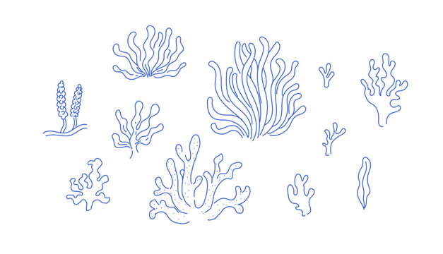 Set of edible algae. Hand drawn illustration of underwater sea plants.