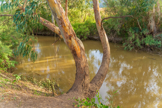 Kishon River with Eucalyptus trees
