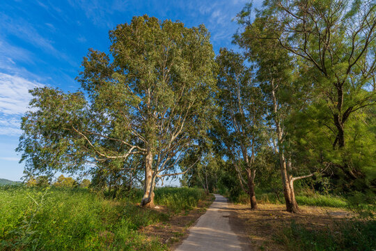 Eucalyptus trees near the Kishon River