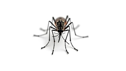 mosquito sucking blood, mosquito on white background, mosquito isolated on white, mosquito on white background, 