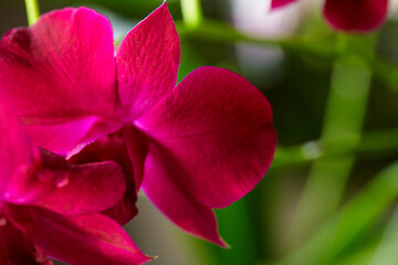 Close-up of red orchid petals 