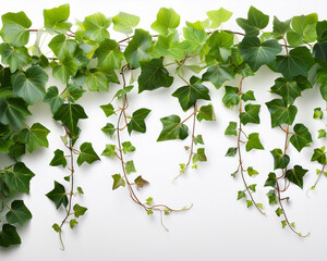 Nature's adaptability and capacity to thrive in a variety of settings are embodied by delicate ivy vines that coil and entwine, their vivid green leaves reaching outward.