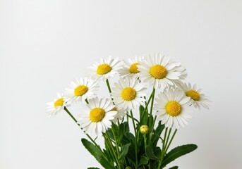 Close up of a bouquet of white daisies with yellow centers against a white background