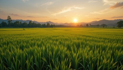 Golden Hour Rice Paddy Sunset Landscape