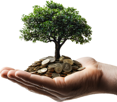 money tree in hand