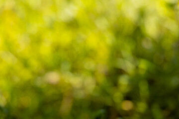 Abstract nature bokeh background of lush green